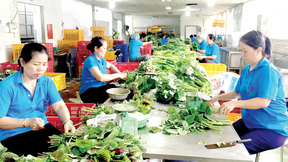 Các HTX đầu tư nâng cấp nhà sơ chế hiện đại nhằm đảm bảo vệ sinh an toàn thực phẩm Ảnh: CAO THĂNG