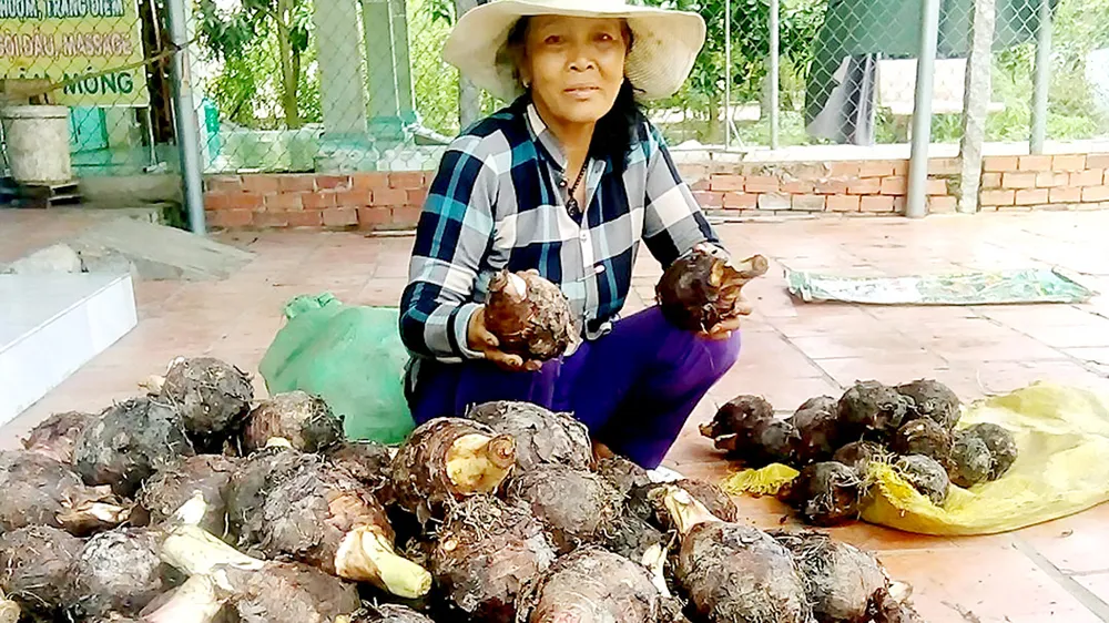 Thương lái Trung Quốc giảm mua, khoai môn rớt giá thảm
