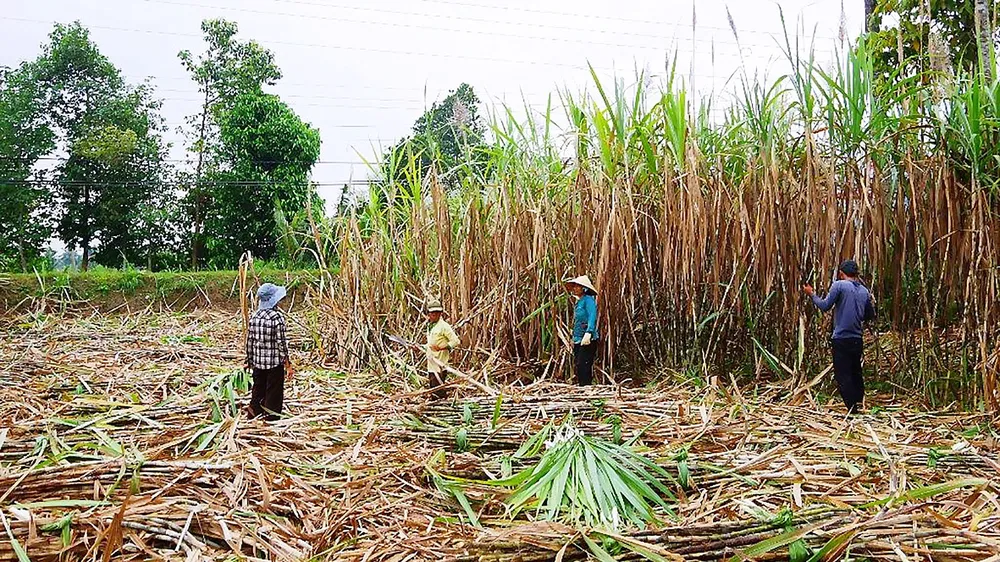 Bao tiêu mía nguyên liệu cho nông dân