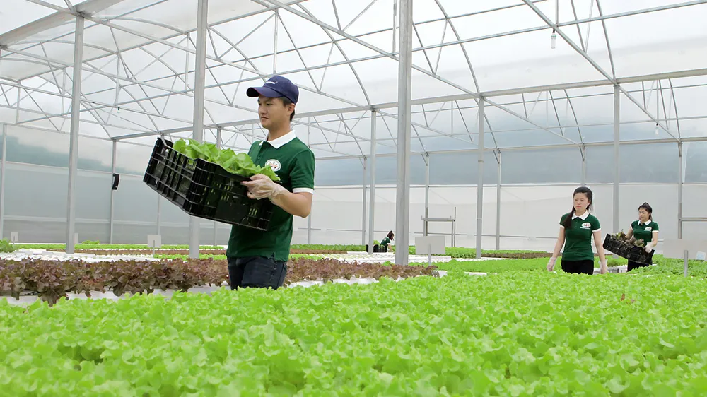 Rau là sản phẩm chủ lực của Lâm Đồng từ nhiều năm trở lại đây Ảnh: ĐOÀN KIÊN