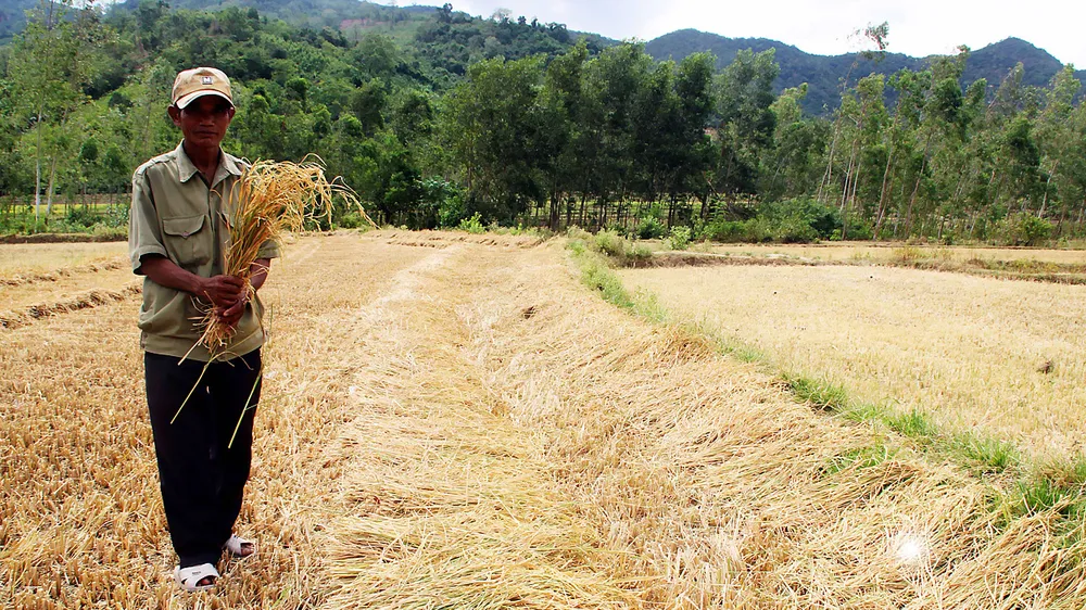Lúa mùa vụ hè thu của đồng bào làng Giang gần như mất trắng. Ảnh: NGỌC OAI