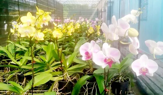 Hoa lan TPHCM được xúc tiến thương mại tại Cần Thơ