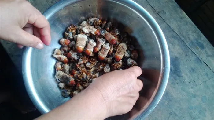 Mùa săn sùng đất