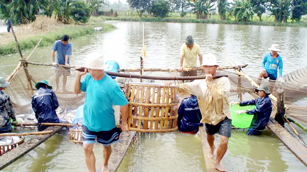 Thu hoạch cá tra tại ĐBSCL Ảnh: CAO PHONG