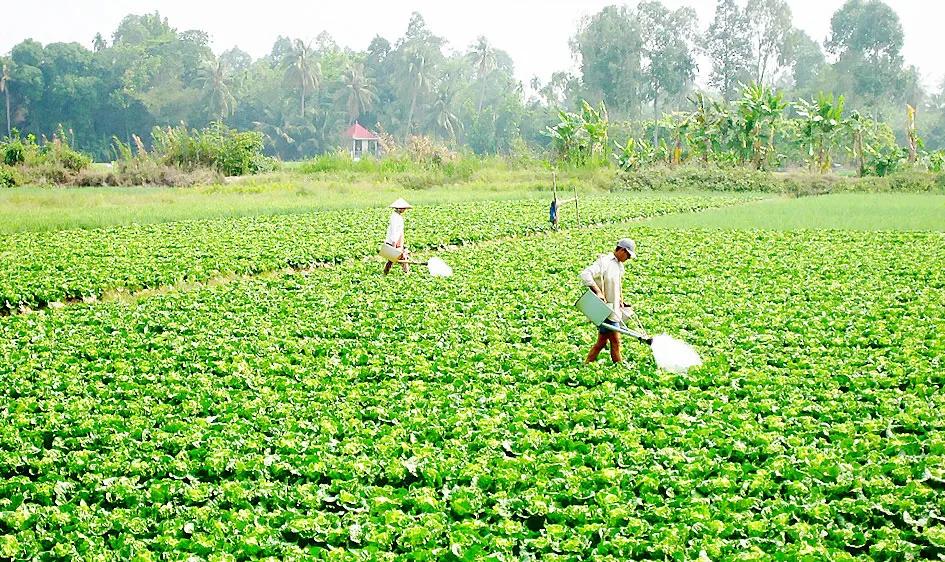 Tăng thu nhập từ chuyển đổi cây trồng 