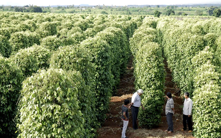 Hiệp hội Hồ tiêu thế giới đến Việt Nam tìm hiểu thị trường