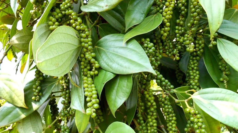 Giá cà phê, hồ tiêu tăng nhẹ
