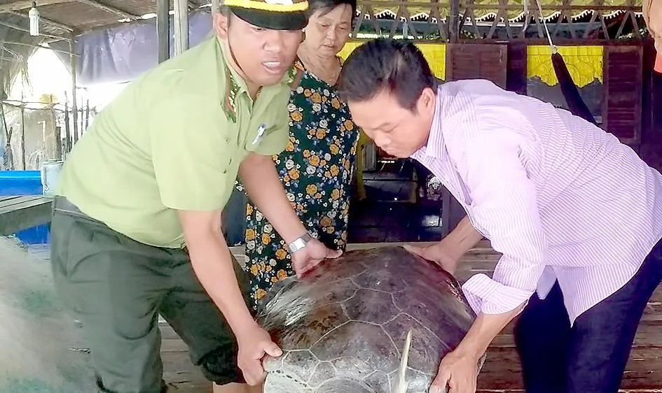 Nhận bàn giao cá thể rùa quý hiếm do ngư dân bắt được và thả về môi trường tự nhiên