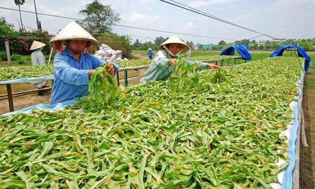 Kết nối giải pháp để phát huy tiềm năng về dược liệu Việt Nam