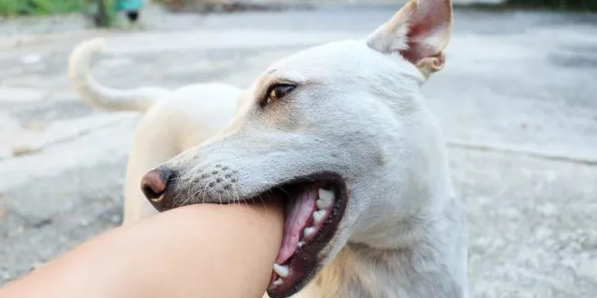 Trách nhiệm pháp lý khi chó cắn người