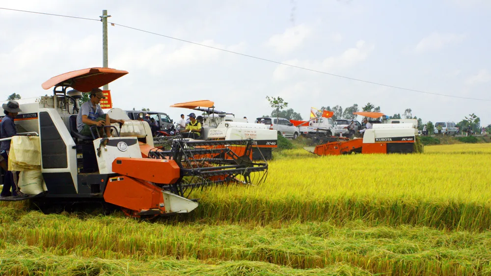 Nông dân Hậu Giang liên kết, áp dụng sản xuất theo cánh đồng lớn