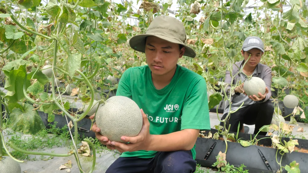 Dưa lưới nông sản có giá trị cao được trồng tại TPHCM. Ảnh: CAO THĂNG