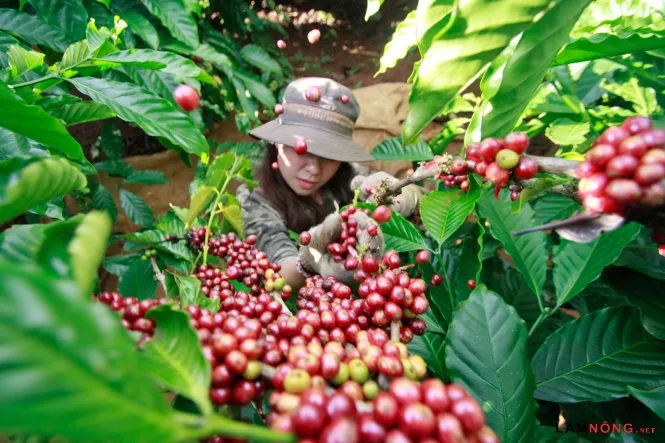 Xây dựng chứng nhận cho cà phê chất lượng cao