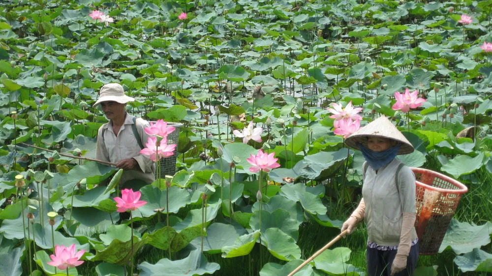 Phát triển chuỗi giá trị từ cây sen ở Đồng Tháp 