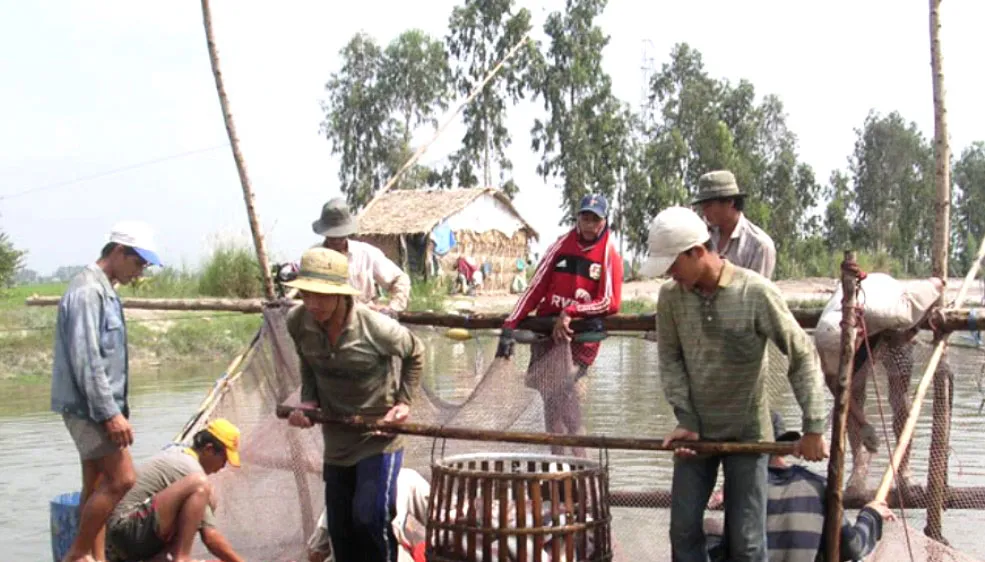 Thu hoạch cá tra ở An Giang 