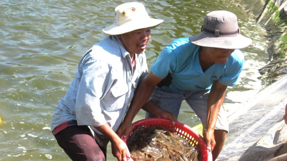 Thu hoạch tôm ở Sóc Trăng 