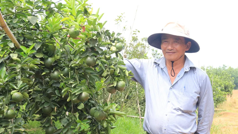 Ông Trần Thành Có, Chủ nhiệm HTX Chăn nuôi và trồng trọt Nhân Đức, bên vườn cam ở xã Hiếu Liêm, huyện Bắc Tân Uyên, Bình Dương