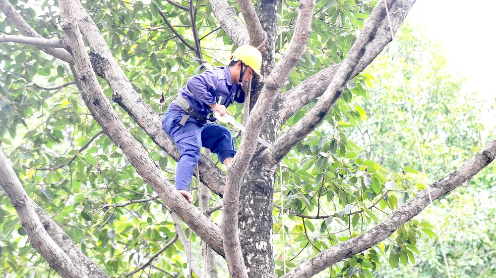 Kiểm tra, cắt tỉa cây xanh trên toàn TPHCM
