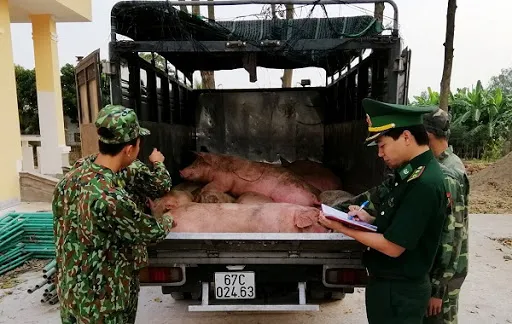 Đề nghị tăng cường kiểm soát heo nhập lậu
