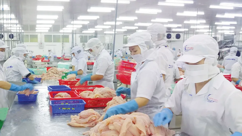 Tăng cường chế biến cá tra xuất khẩu dịp cuối năm ở ĐBSCL. Ảnh: NGUYỄN THANH