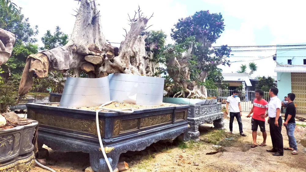 Mua bán cây rừng cổ thụ dọc quốc lộ 1A, đoạn qua huyện Phù Cát, tỉnh Bình Định. Ảnh: NGỌC OAI