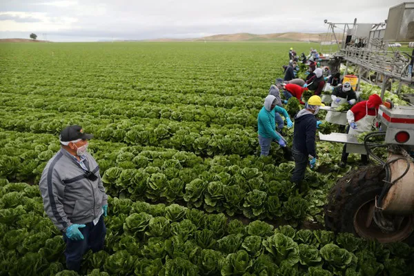Sản xuất nông nghiệp tại Australia. Nguồn: REUTERS 