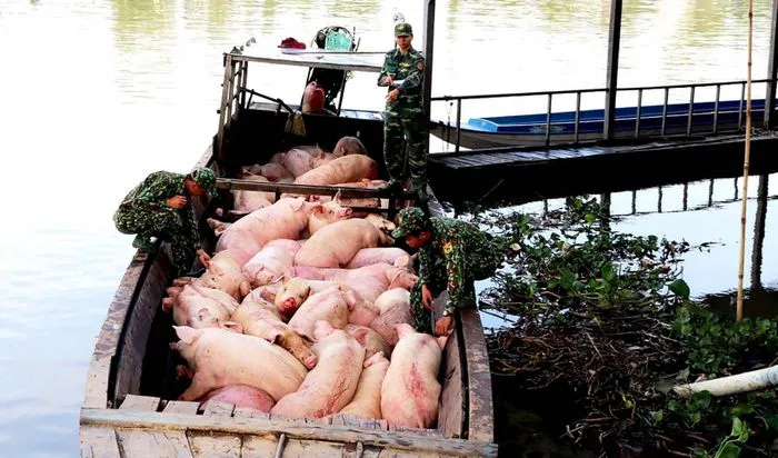 Ngăn chặn nhập lậu heo