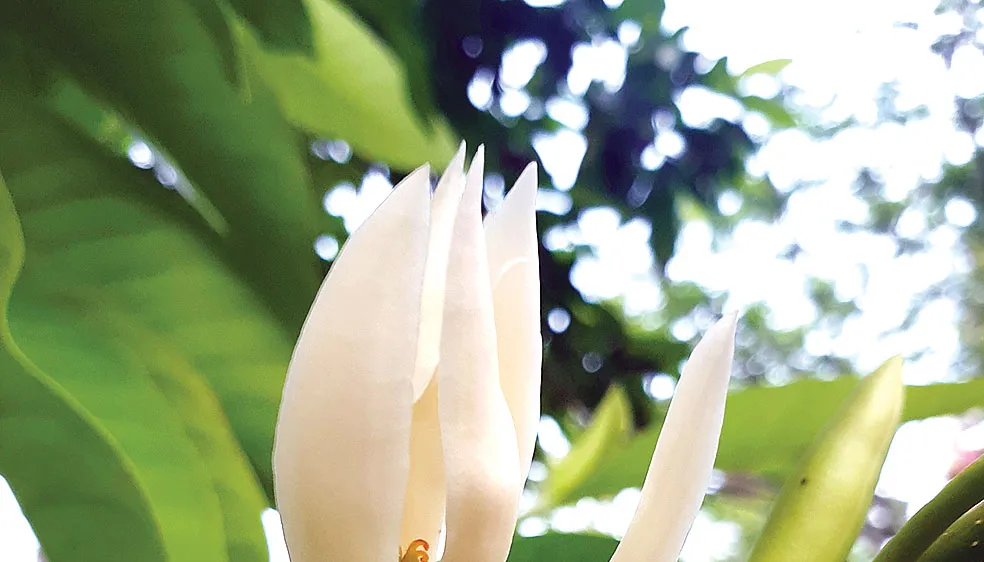 Một chút hương xưa