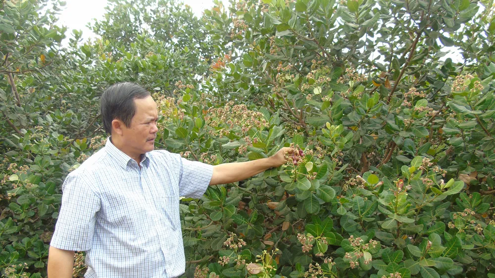 Vườn điều đạt chuẩn organic, không sử dụng thuốc trừ sâu của ông Dụng Quý Đông ở huyện Đồng Phú, tỉnh Bình Phước