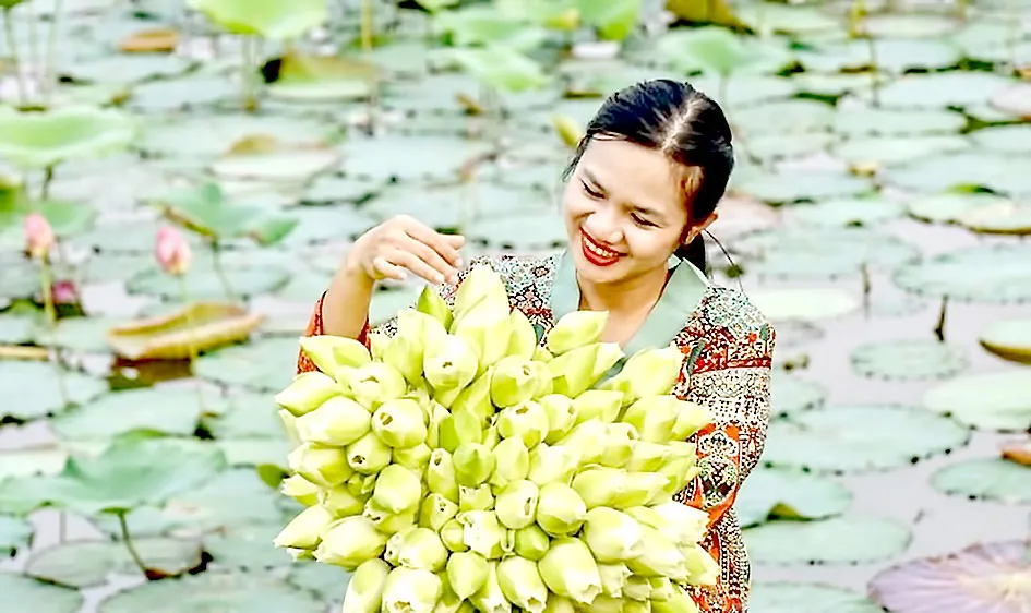 Năng suất thấp nhưng hương sắc và hàm lượng dinh dưỡng của sen trắng cao hơn các giống sen khác
