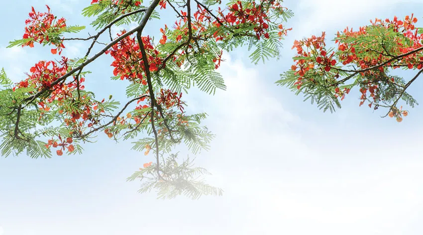 Mùa hạ trong nhau