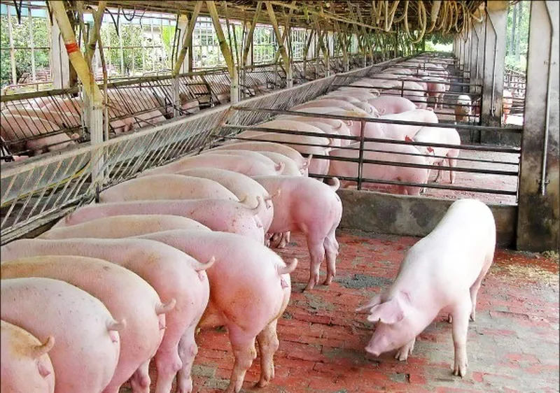 Tăng đàn heo có sức đề kháng với dịch tả