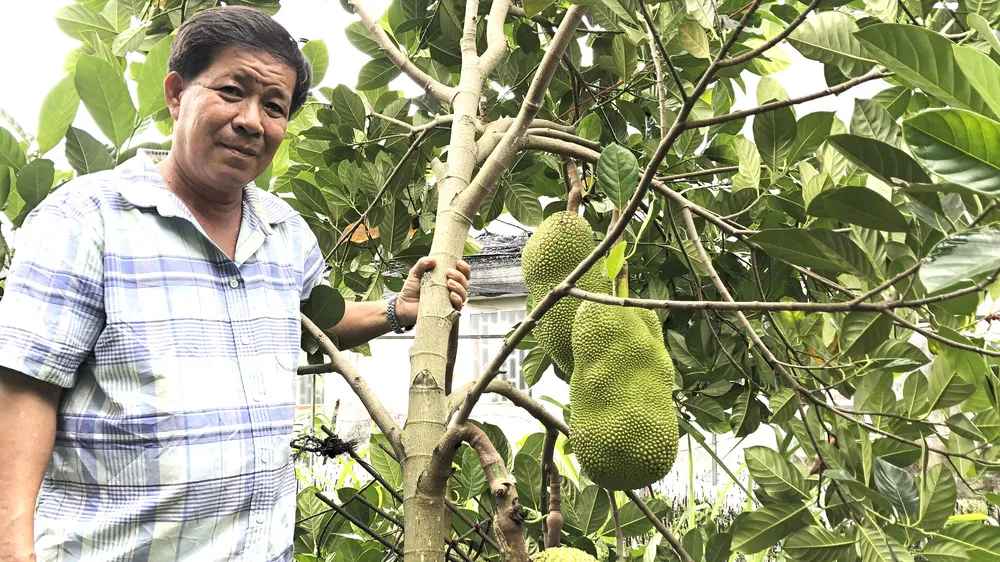 Ông Nguyễn Thanh Sơn và giống mít nghệ Thanh Sơn đã trở thành thương hiệu được nhiều người biết đến