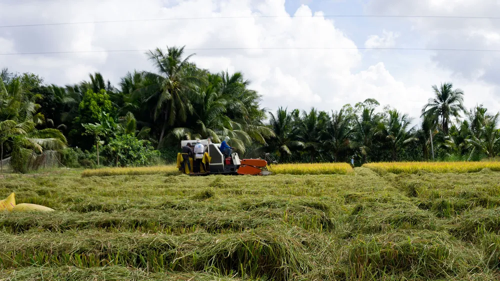 Hậu Giang đẩy nhanh tiến độ thu hoạch lúa hè thu