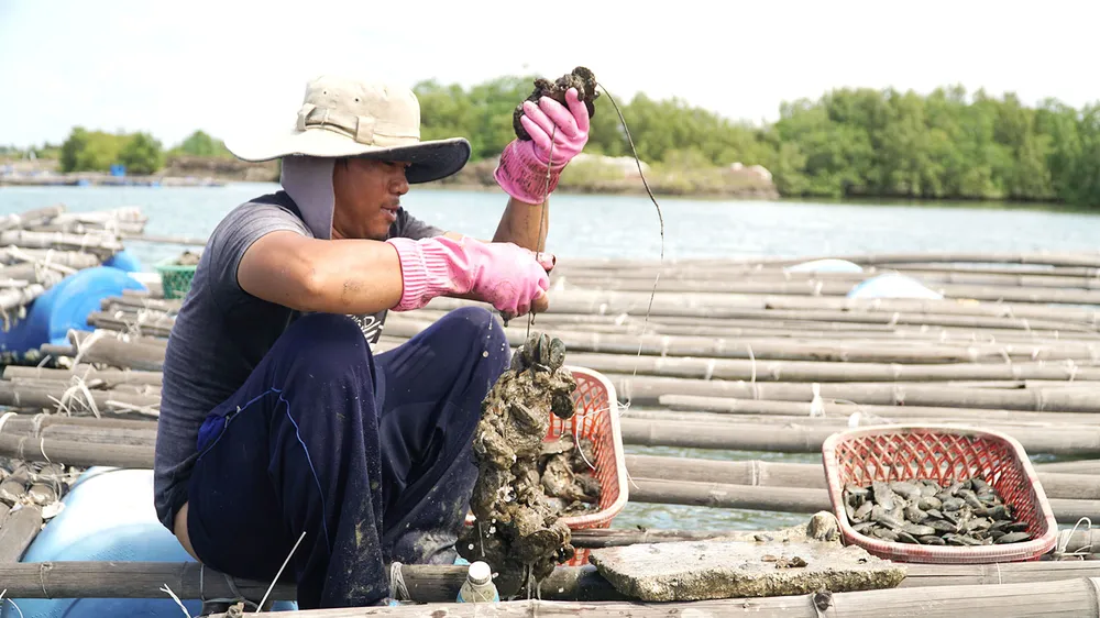 Hàu của ngư dân Bà Rịa - Vũng Tàu đến kỳ thu hoạch nhưng vắng bóng người mua