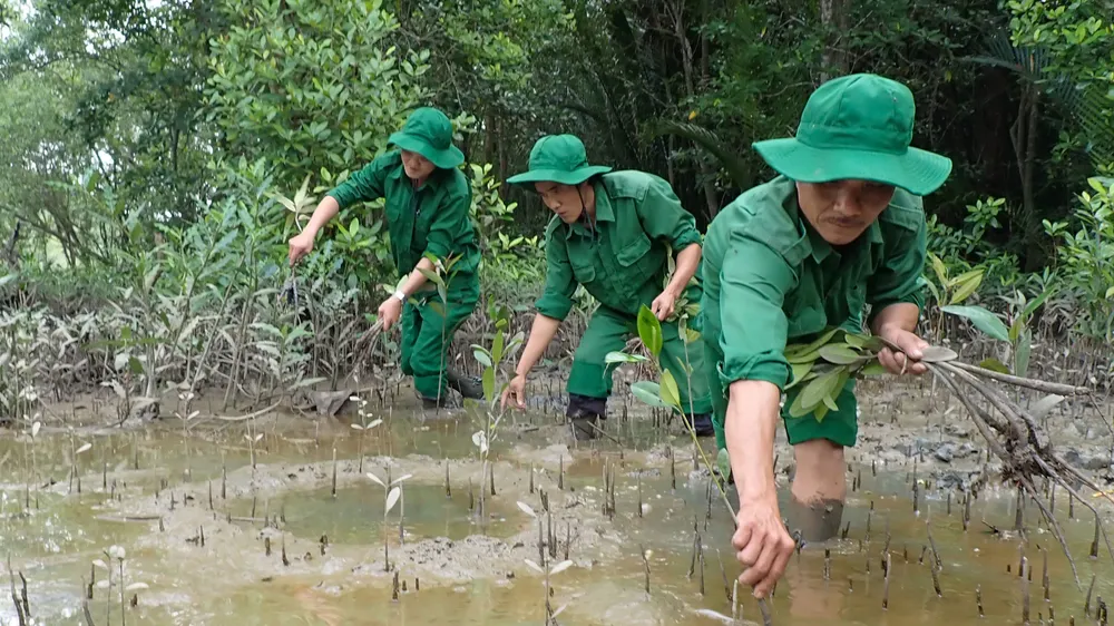 Lực lượng Thanh niên xung phong TPHCM tích cực trồng cây mới thay những cây bị gãy đổ tại rừng phòng hộ Cần Giờ. Ảnh: HOÀNG HÙNG