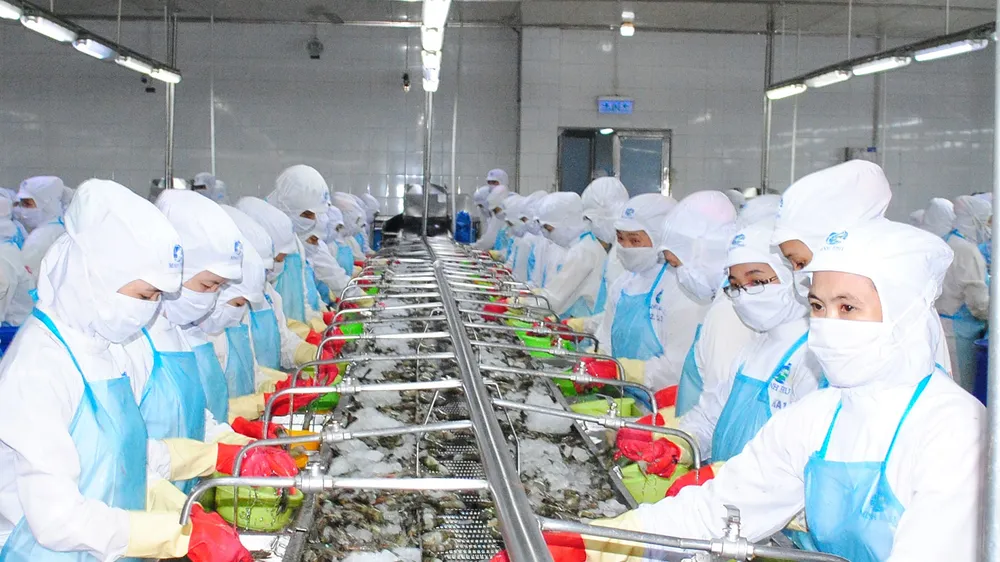 Cà Mau dẫn đầu cả nước về xuất khẩu tôm với kim ngạch hơn 1 tỷ USD mỗi năm