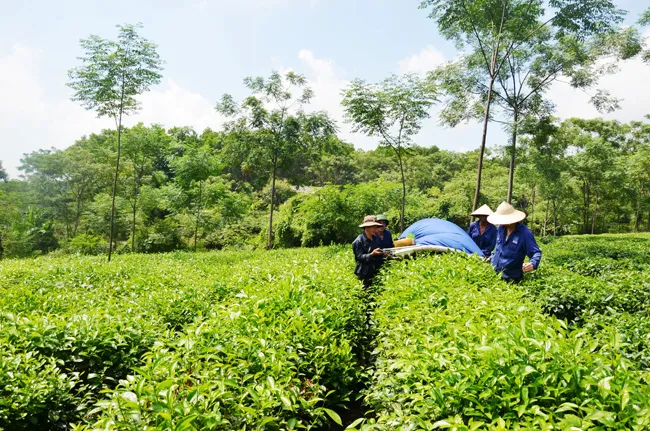 Công bố thương hiệu sản phẩm chè Hồng Lộc