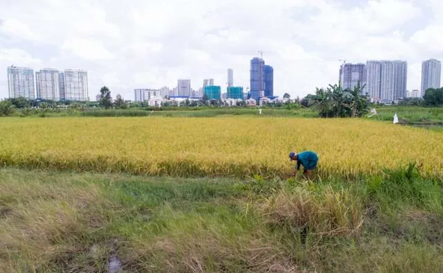TPHCM chuyển đổi hơn 901ha đất lúa