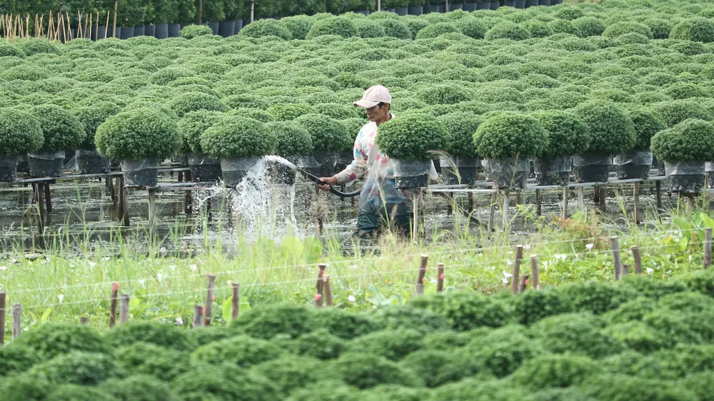 Nông dân làng hoa Sa Đéc (Đồng Tháp) chăm sóc cúc mâm xôi phục vụ thị trường tết 2022 Ảnh: QUỐC AN