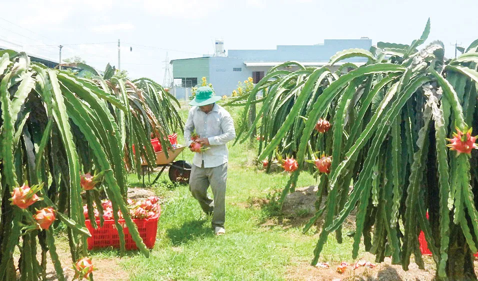 Giá thanh long xuống thấp, nông dân tỉnh Bình Thuận đang gặp rất nhiều khó khăn. Ảnh: NGUYỄN TIẾN 
