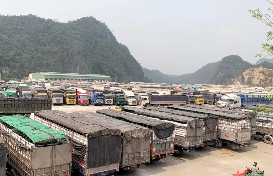 Tổ chức lại ngành hàng từ sản xuất đến thị trường