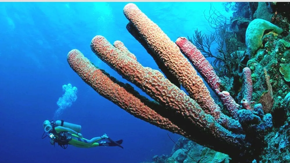 Một trong số các rạn san hô ở khu vực Caribbean