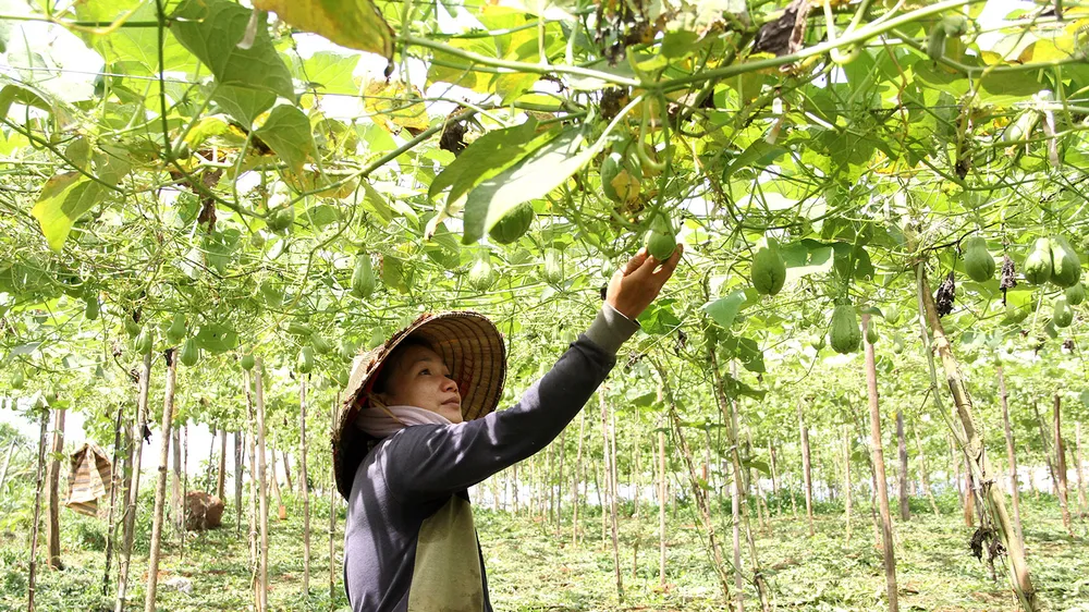 Một mô hình su su hữu cơ tại Đắk Lắk