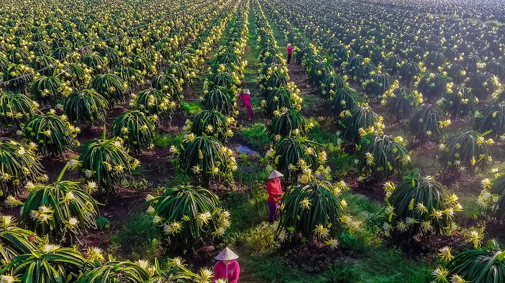 Tỉa hoa cây thanh long trên cánh đồng lớn ở TP Long Khánh. Ảnh: VĂN HỢP