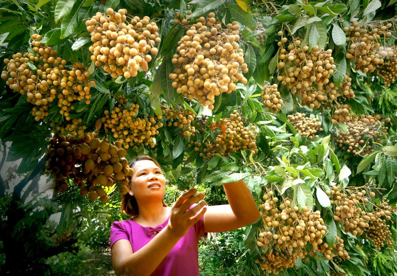 Kết nối chuỗi giá trị sản xuất và tiêu thụ nông sản