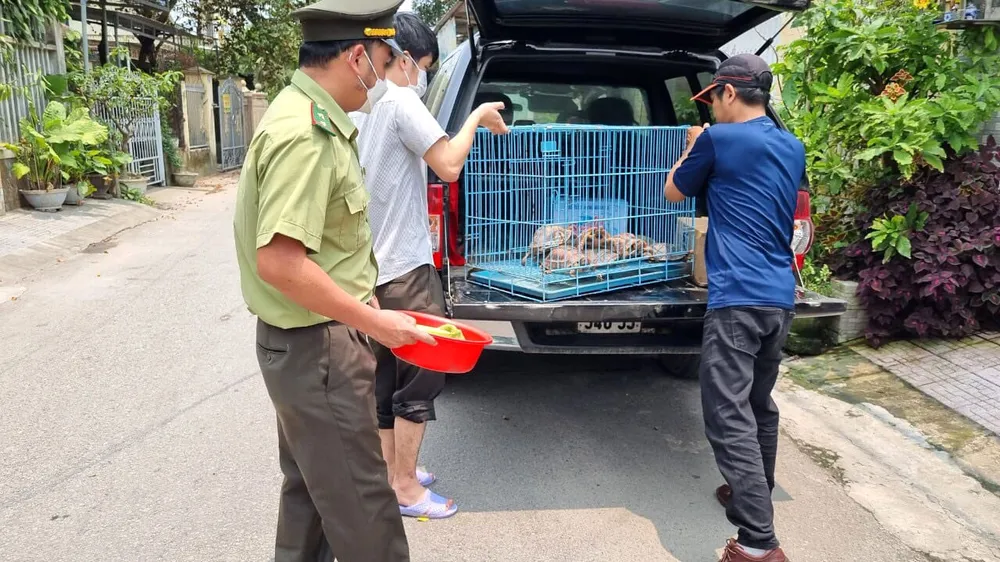 Giải cứu 5 cá thể rùa quý hiếm nuôi nhốt trái phép trong nhà dân ở TP Huế