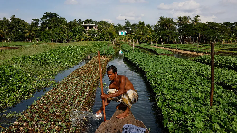 Anh Mohammad Ibrahim đang tưới tiêu hoa màu trên bè nổi của mình Ảnh: Reuters