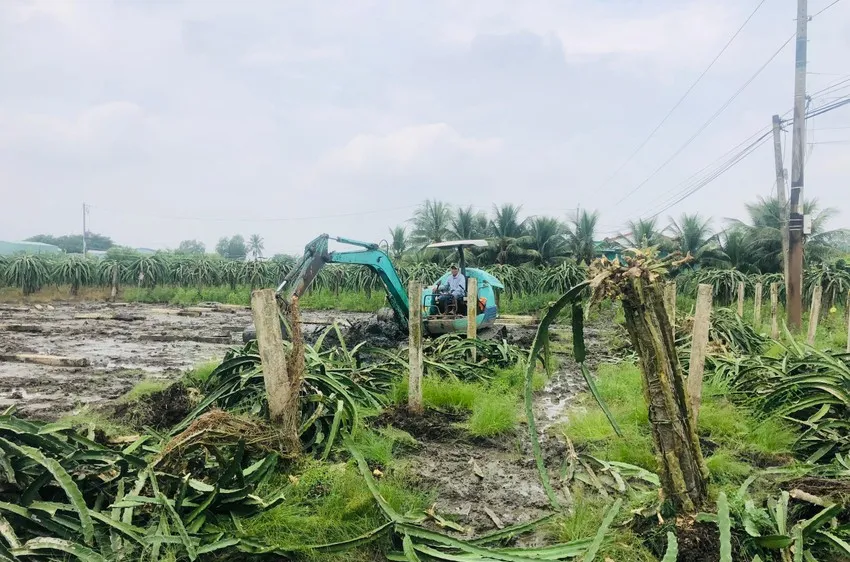 Phá bỏ hàng ngàn hécta cây thanh long do nhiễm bệnh nặng