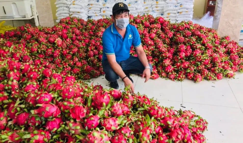Giá thanh long từ 20.000 - 22.000 đồng/kg